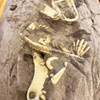 Imagen de Dinosaurio juego de arqueología, esqueleto y accesorios, contiene fósil, antiparras, pincel, cincel, martillo, en caja