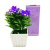 Imagen de Planta con flores maceta labrada, en caja, varios colores
