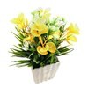 Imagen de Planta con flores maceta labrada, en caja, varios colores