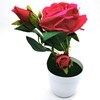 Imagen de Planta con flores de rosas, varios colores