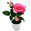 Imagen de Planta con flores de rosas, varios colores