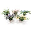 Imagen de Planta con flores hortensias y marimoñas, varios colores