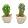 Imagen de Planta cactus suculenta en maceta, varios modelos