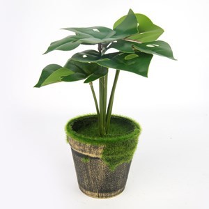Imagen de Planta con 6 hojas verdes, maceta de plástico