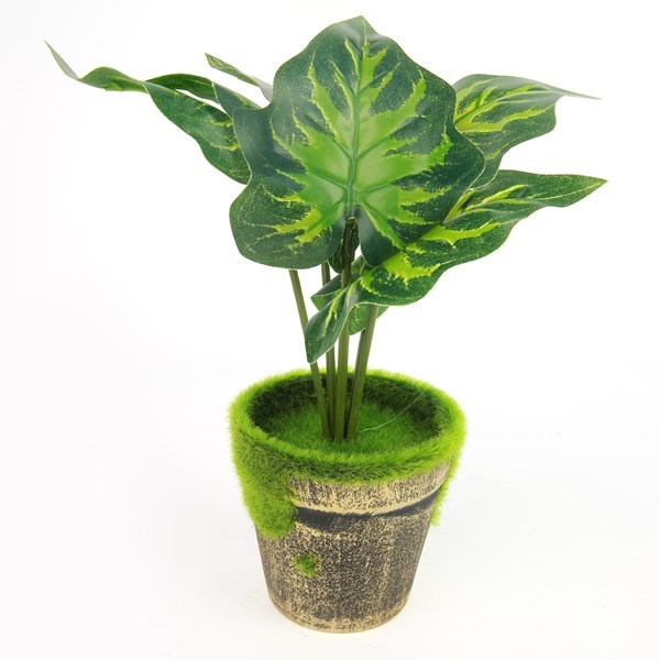 Imagen de Planta con 6 hojas verdes, maceta plástico