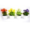 Imagen de Planta con flores maceta lisa, varios colores