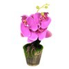 Imagen de Planta con flores de orquídea, maceta de plástico, varios colores