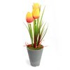 Imagen de Planta con flores tulipanes maceta plástico, varios colores