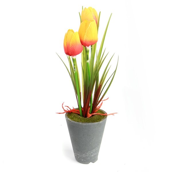 Pepeganga .. Planta con flores tulipanes maceta plástico, varios colores