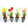 Imagen de Planta con flores tulipanes maceta plástico, varios colores