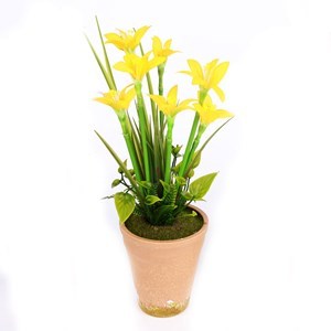 Imagen de Planta con 7 flores, maceta de plástico, varios colores