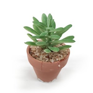 Imagen de Planta cactus suculenta en maceta, varios diseños