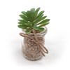 Imagen de Planta cactus suculenta en maceta, varios diseños