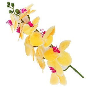 Imagen de Ramo orquídea vara, 9 flores, varios colores