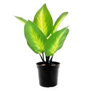 Imagen de Planta con 8 hojas verdes, maceta de plástico, en caja