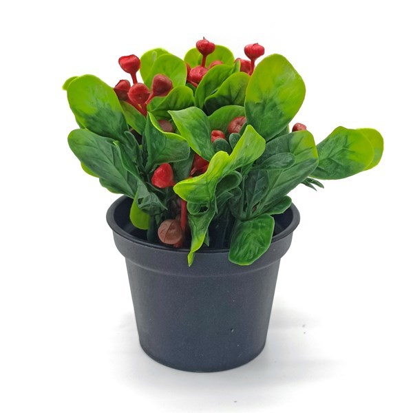 Imagen de Planta con bayas rojas, maceta de plástico