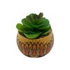 Imagen de Planta cactus suculenta, varios diseños