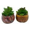Imagen de Planta cactus suculenta, varios diseños
