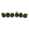 Imagen de Planta cactus suculenta, varios diseños