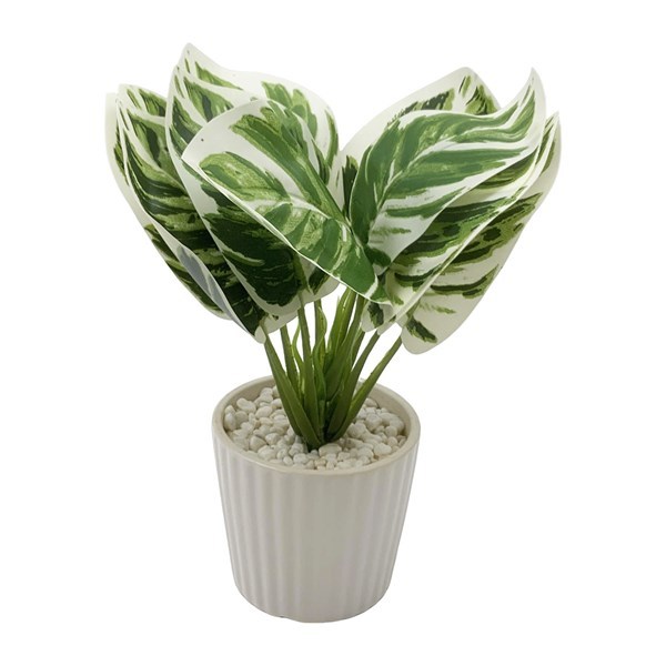 Imagen de Planta hojas verdes de calathea, maceta de cerámica