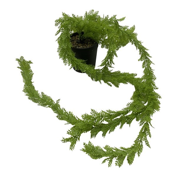 Imagen de Planta de hojas verdes colgantes, con maceta