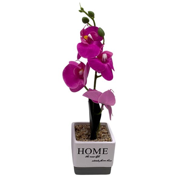 Imagen de Planta con flores orquídeas en maceta, varios colores