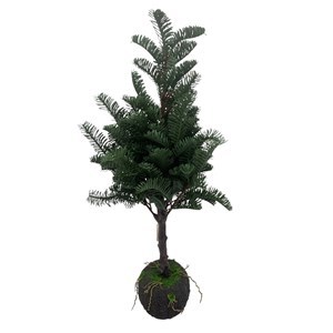 Imagen de Árbol navideño común, 90cm, con maceta