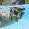 Imagen de Lentes para natación, Bestway, en blister, varios colores