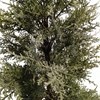 Imagen de Árbol navideño frondoso ciprés, 241 ramas 90cm, con maceta, en caja