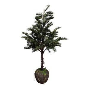 Imagen de Árbol navideño fondoso abeto tejo inglés, 80cm, con maceta