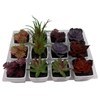 Imagen de Planta cactus suculenta en maceta, PACKx24