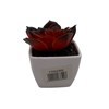 Imagen de Planta cactus suculenta en maceta, PACKx24