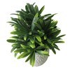 Imagen de Planta de hojas verdes de euphorbia, en maceta