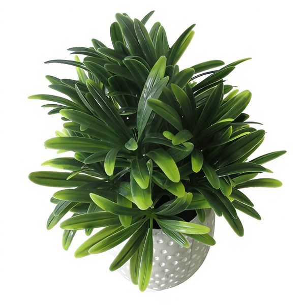 Imagen de Planta de hojas verdes de euphorbia, en maceta