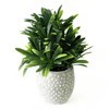 Imagen de Planta de hojas verdes de euphorbia, en maceta