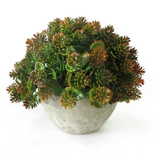 Imagen de Planta suculenta,  en maceta