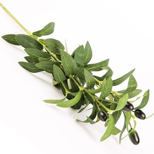Imagen de Planta de hojas verdes de olivo