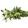 Imagen de Planta de hojas verdes de olivo