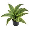Imagen de Plantas con hojas verdes sanseviera, en maceta