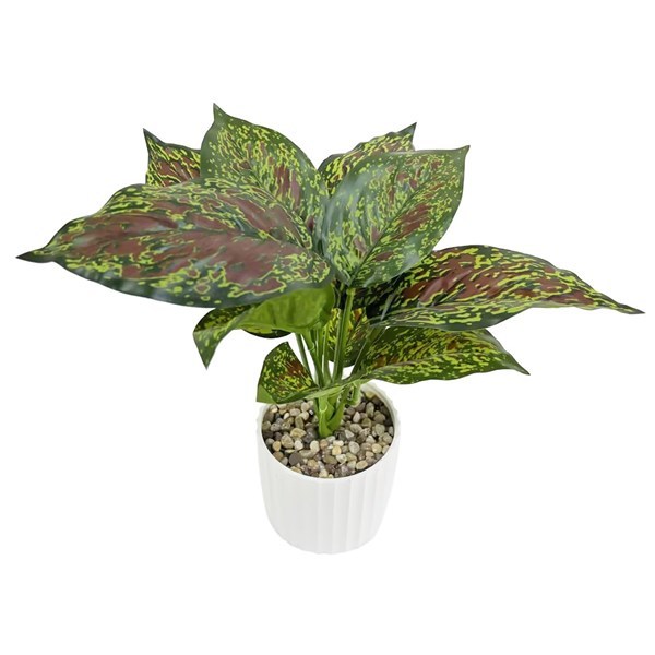 Imagen de Planta de hojas verdes, en maceta