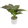 Imagen de Planta de hojas verdes, en maceta