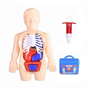 Imagen de Set de doctor, muñeco educativo cuerpo humano con órganos removibles