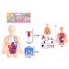 Imagen de Set de doctor, muñeco educativo cuerpo humano con órganos removibles