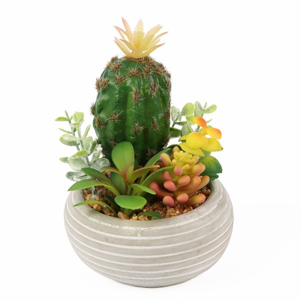 Imagen de Planta cactus suculenta, en maceta, varios colores