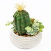 Imagen de Planta cactus suculenta, en maceta, varios colores