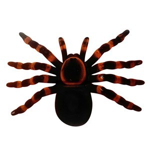 Imagen de Animales araña de plástico en cartón